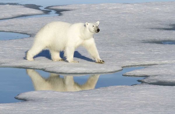 Norway, Svalbard Polar bear reflected in pool
